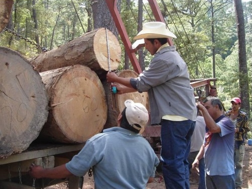 Guerrero: no se aprovecha ni el 30% de superficie boscosa, dicen empresarios