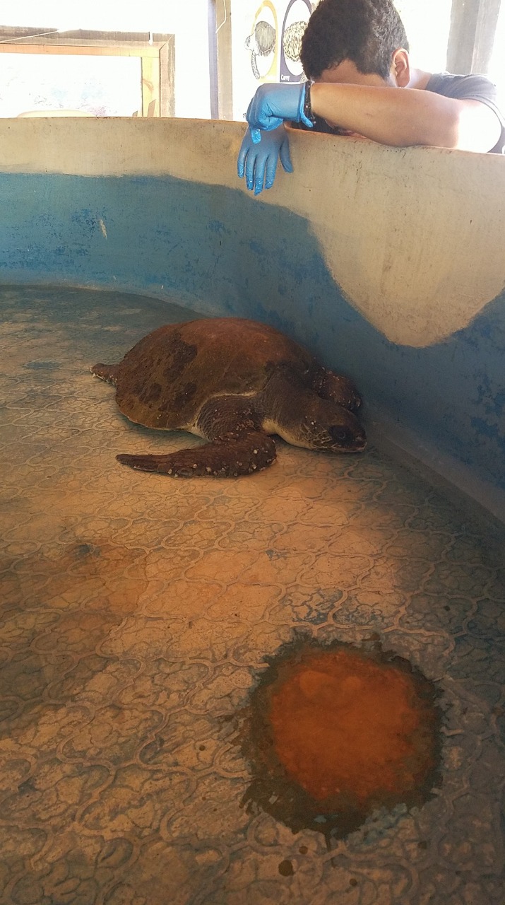 Rescatan tortuga golfina varada en playa de Zihuatanejo