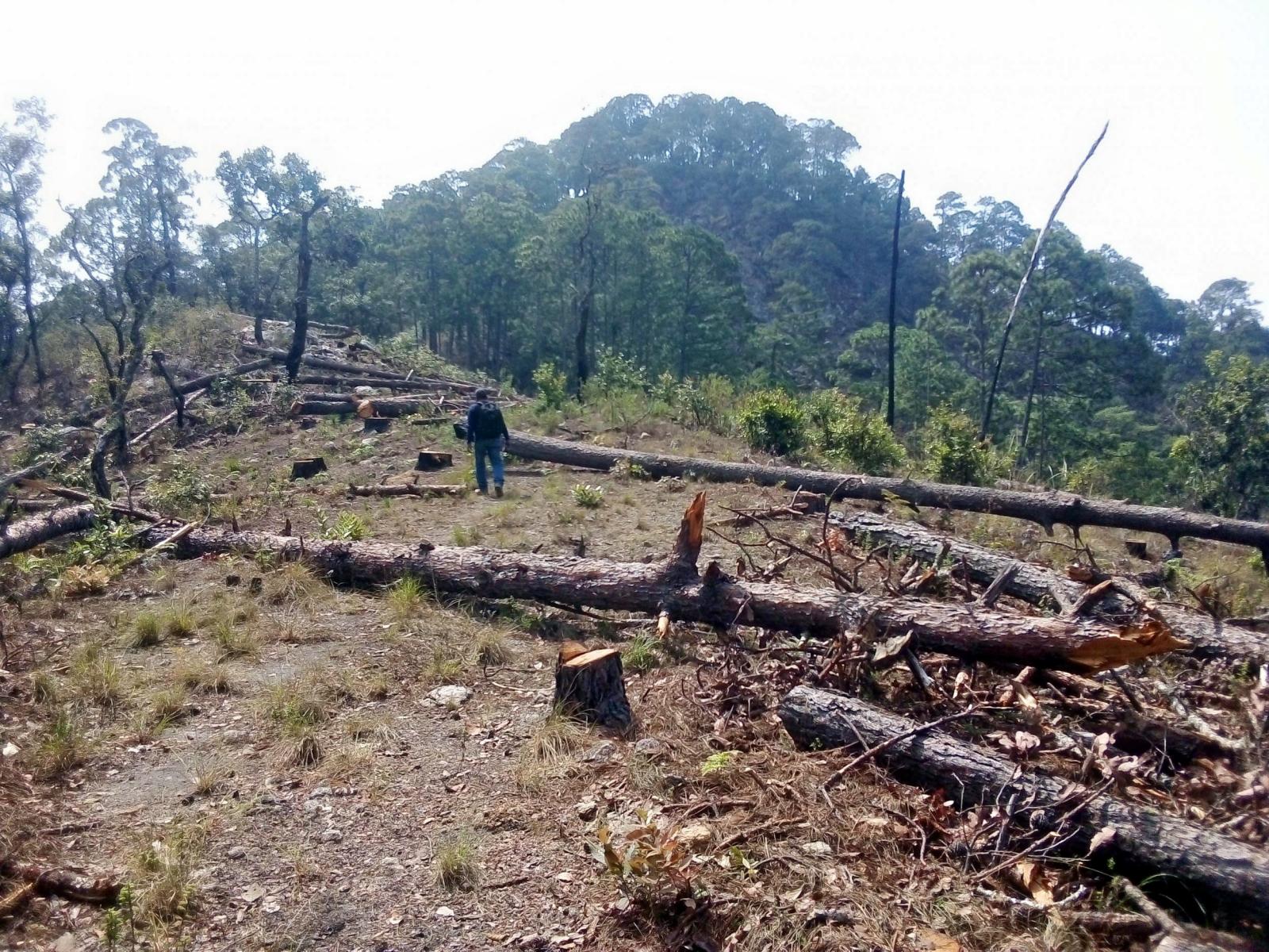 Pobladores de Tixtlancingo acusan a sus autoridades ejidales de aprovecharse con el «ecocidio» de sus bosques