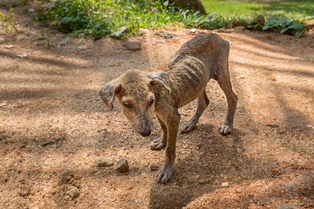 De 6 a 4 años de prisión a quienes maltraten y abandonen animales