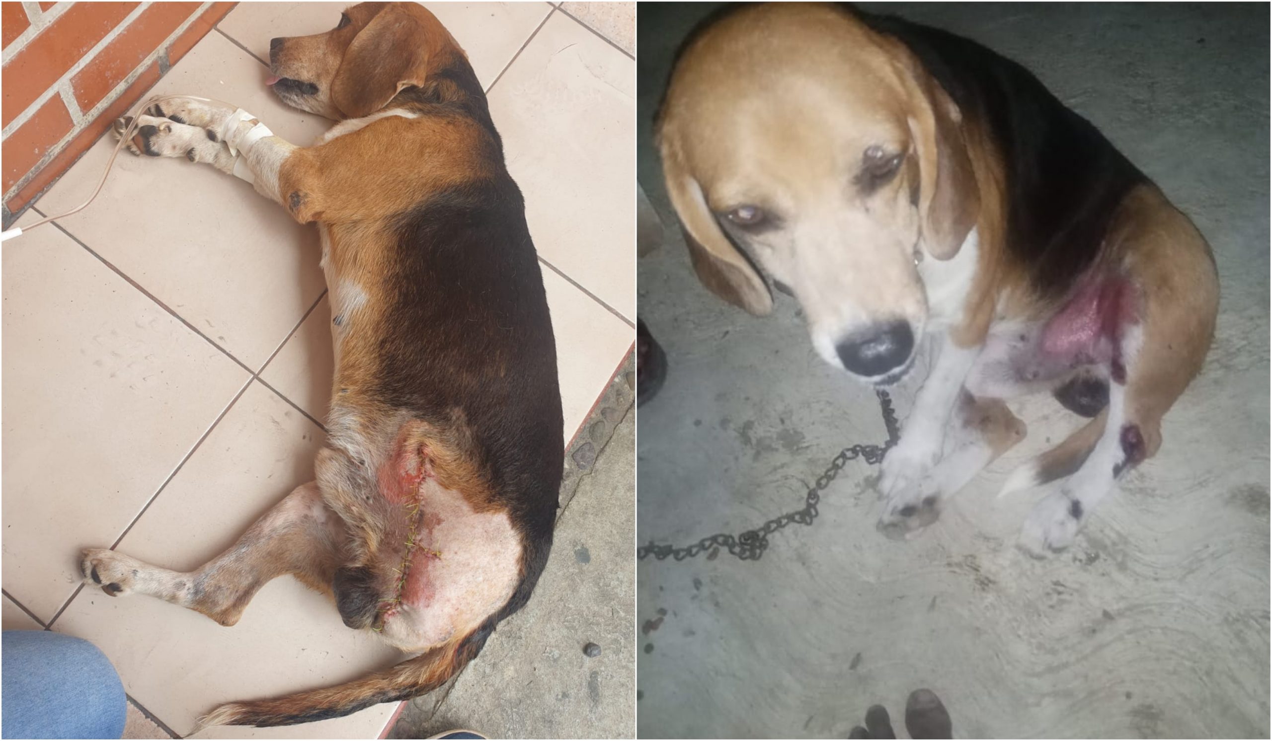 Denuncian a comisaria de Cujinicuilapa por retener a mujer que demanda justicia por perrito atropellado