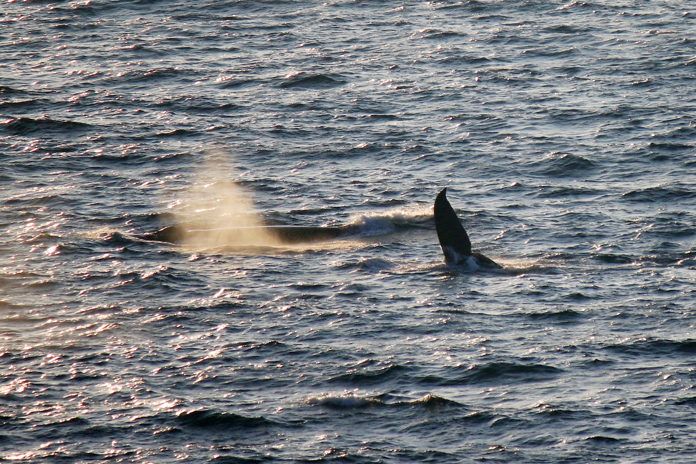 #FOTOS: Ballenas son avistadas por turistas y porteños en Acapulco