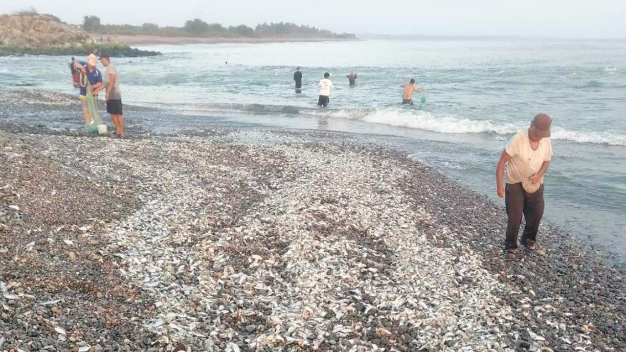 Gobierno del estado y federal investigan mortandad de peces en Petacalco