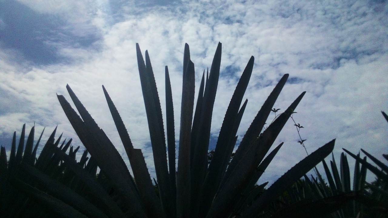 Coyuca: Ejido Viejo tiene el único agave que no hay en otras regiones de Guerrero o municipios