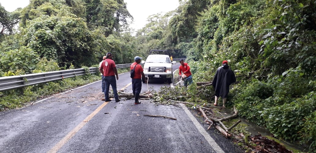 Vialidad en la Atoyac-Paraíso se ve interrumpida por caída de árboles debido a tormenta «Frank»