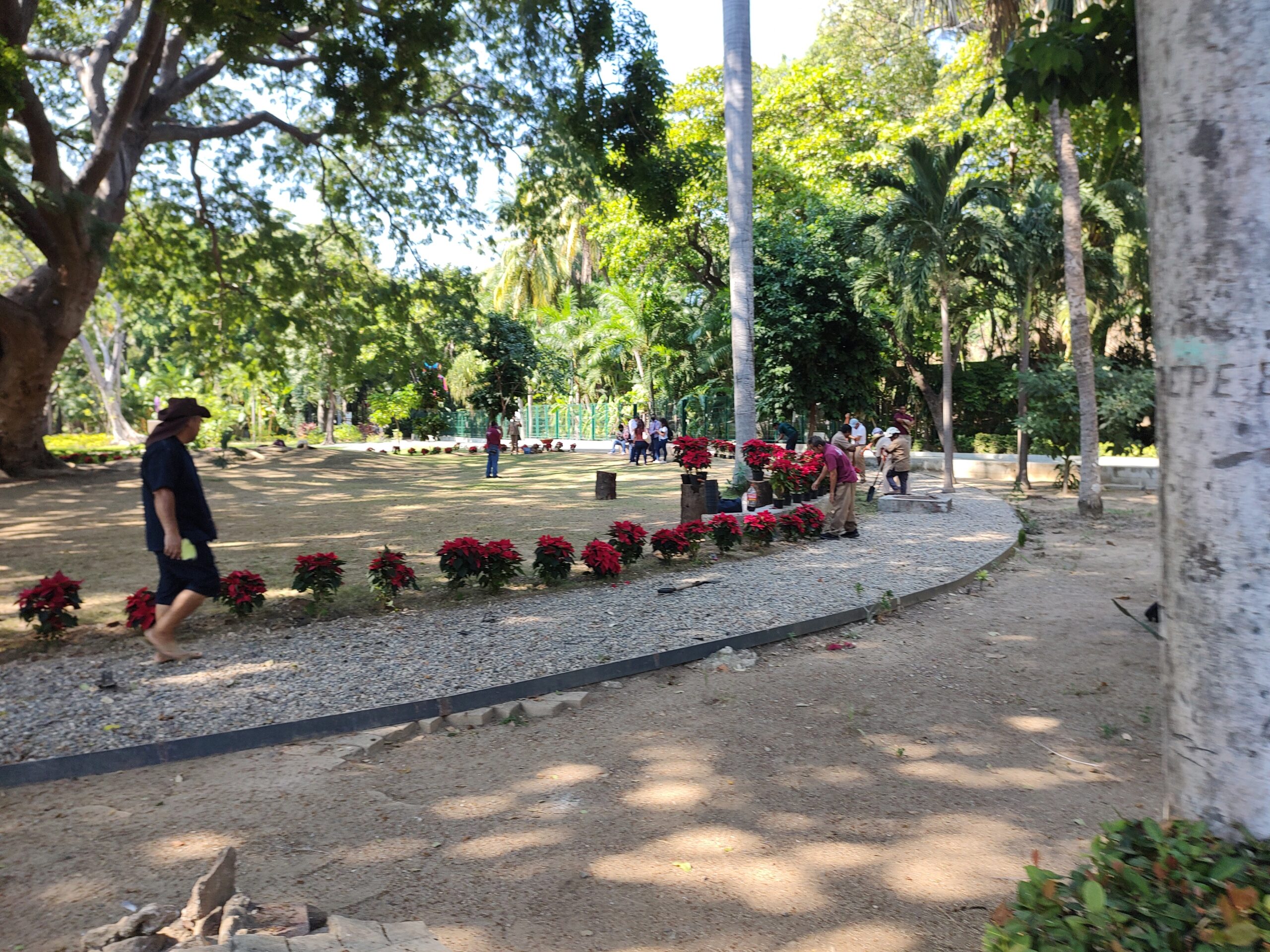 Colocan 350 plantas de Nochebuena entorno a la Parota mayor del Parque Papagayo