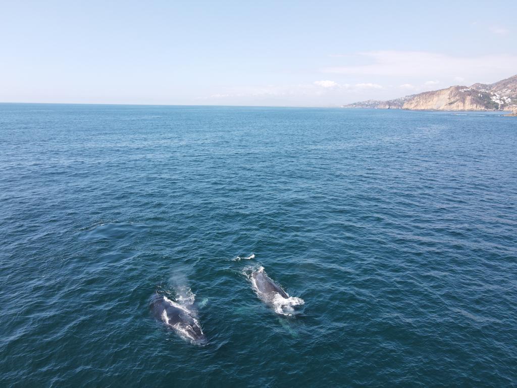 Alertan a la comunidad marítima de Acapulco por cadáver a la deriva de ballena