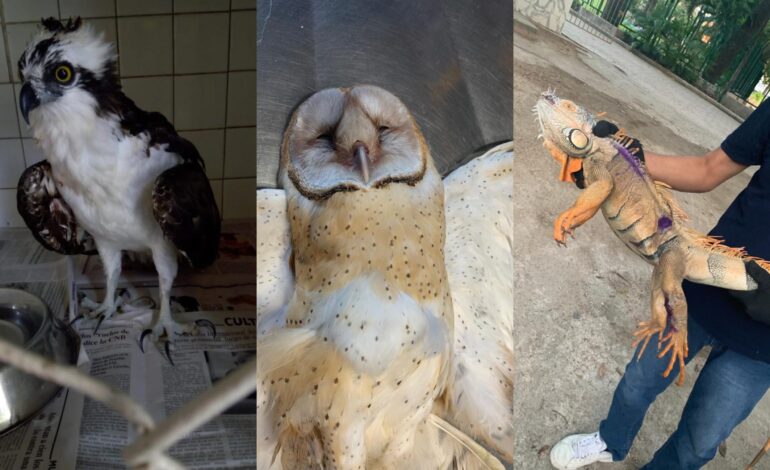 Parque Papagayo rescata animales de diversas especies, los atiende, para luego liberarlos