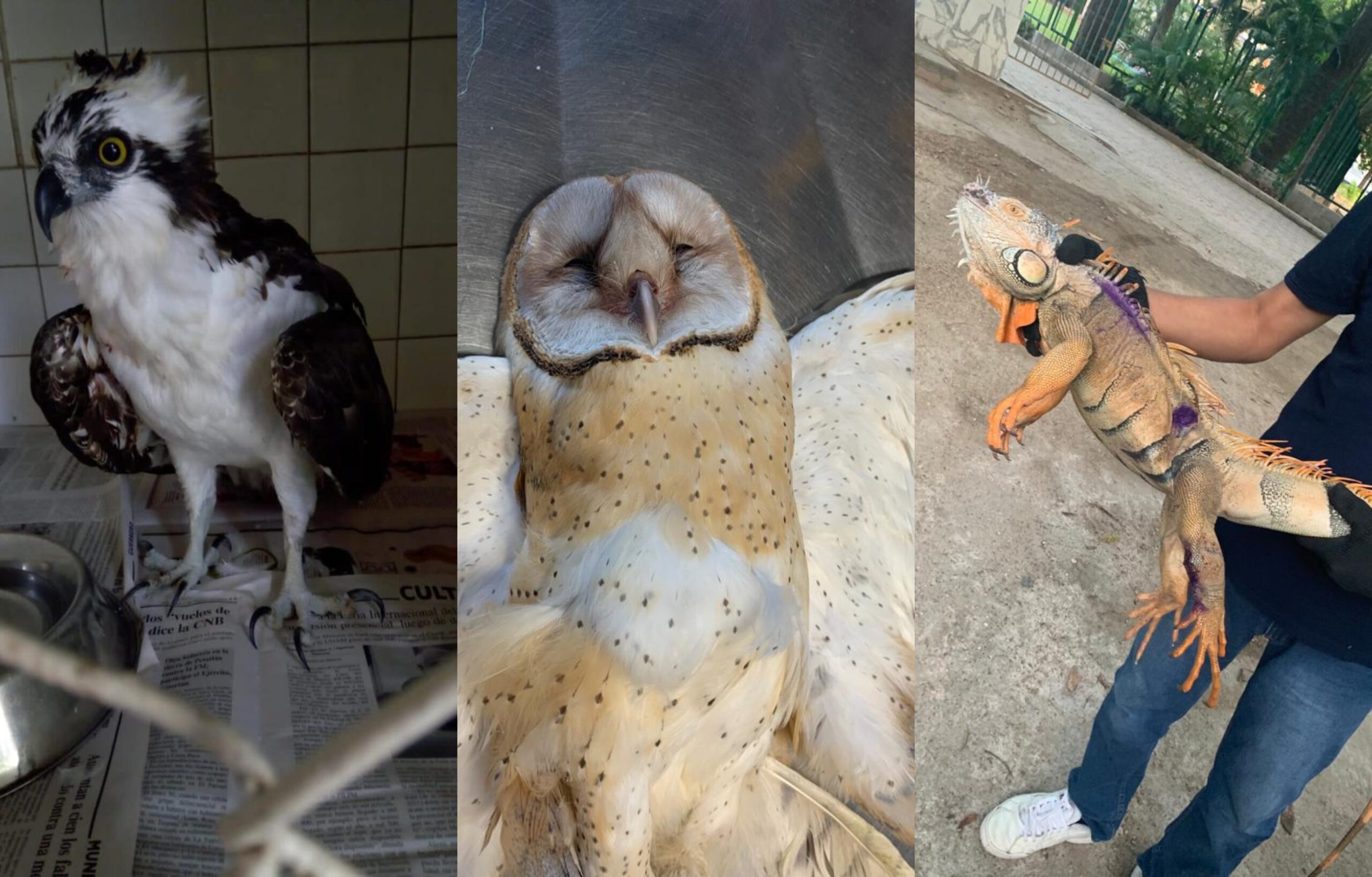 Parque Papagayo rescata animales de diversas especies, los atiende, para luego liberarlos