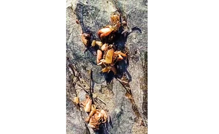Amenazan a campesino por denunciar la contaminación con químico del río Quetzal, ejido de Cuanacaxtitlán, Guerrero