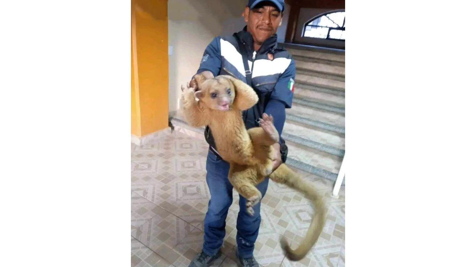 Capturan a ejemplar de martucha en Acatepec, en la Montaña de Guerrero