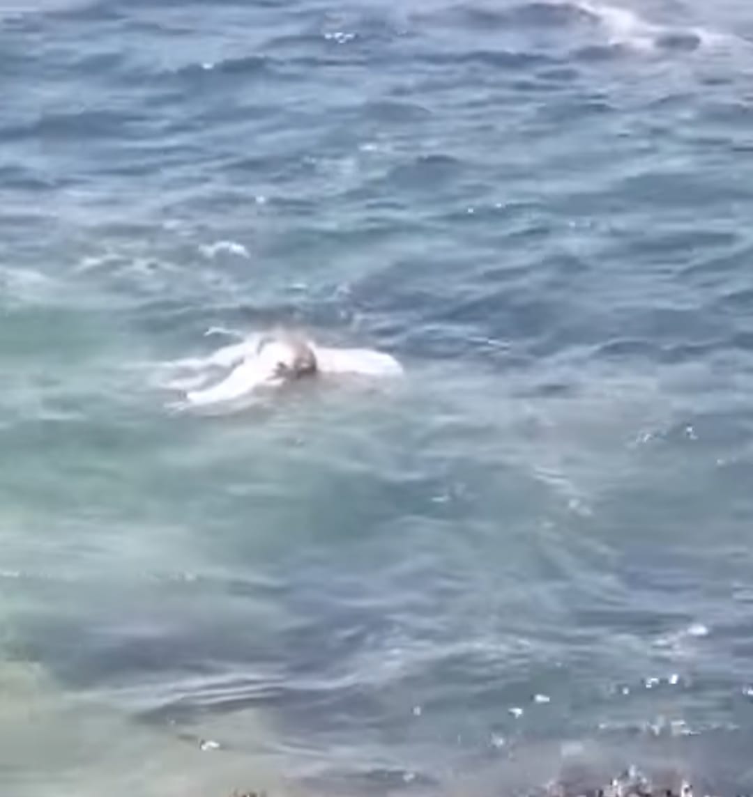 Flota cadáver frente a club de playa privado en Acapulco