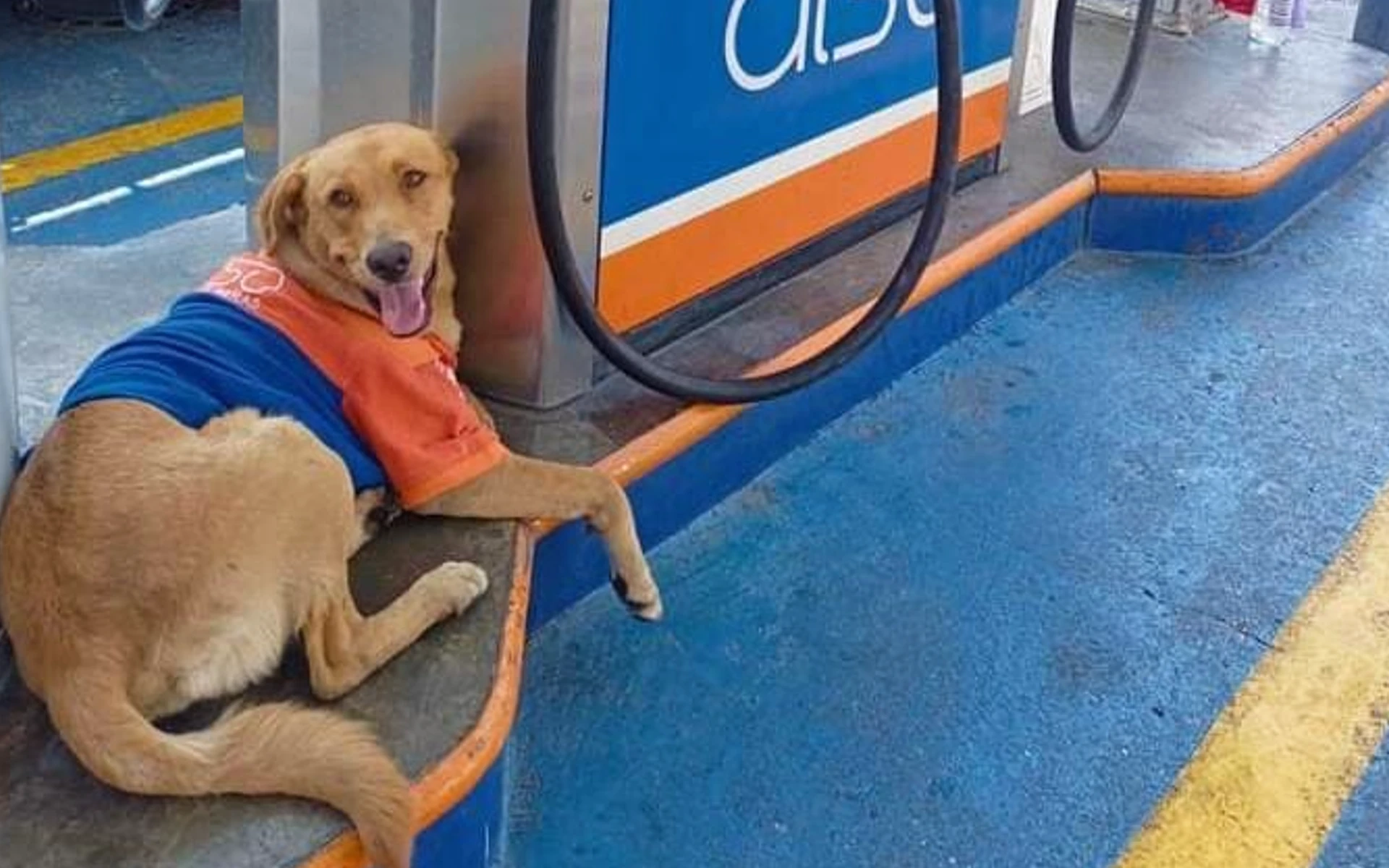 Trabajadores de gasolinera adoptan a perrito en Chilpancingo; buscan nombre