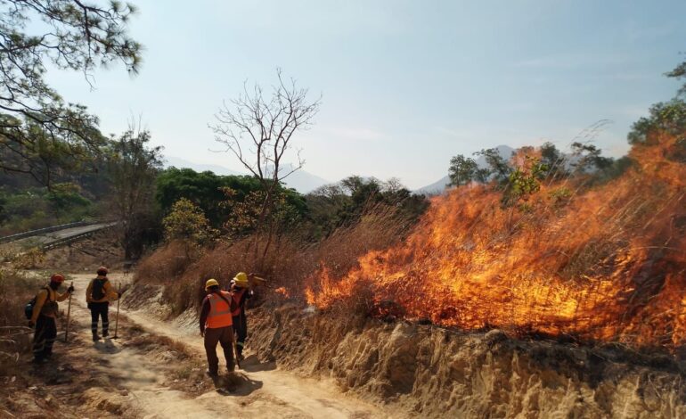 Sofocan incendio forestal a un costa de la Autopista del Sol