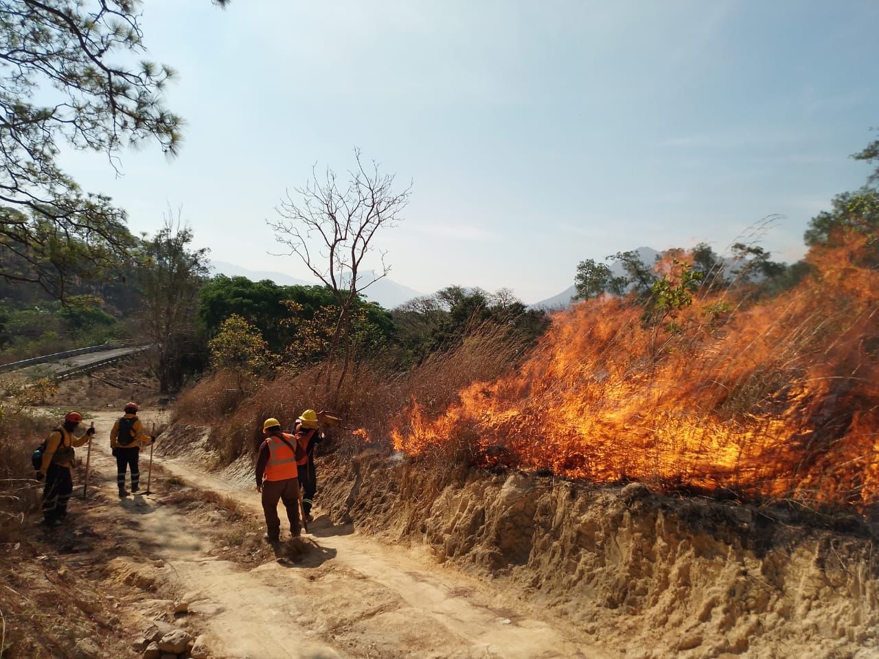 Sofocan incendio forestal a un costa de la Autopista del Sol