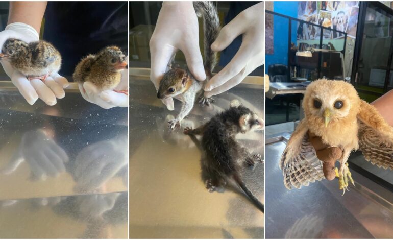 Rescatan especies bebés en el Parque Papagayo