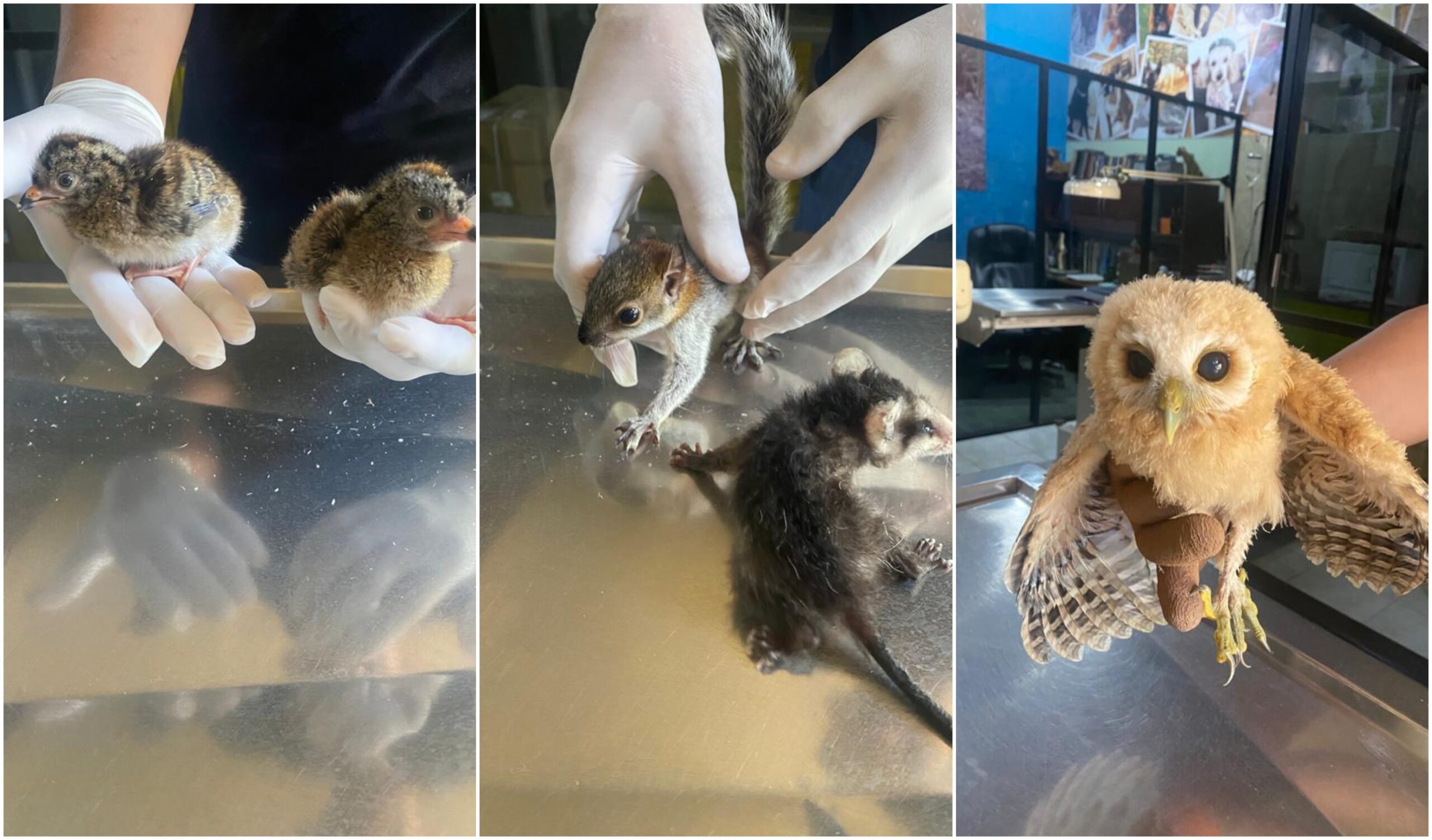 Rescatan especies bebés en el Parque Papagayo