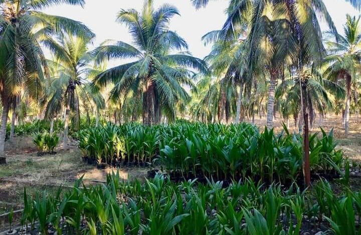 Imparte Cecoco capacitación a productores en el manejo integral de plagas y enfermedades del cocotero