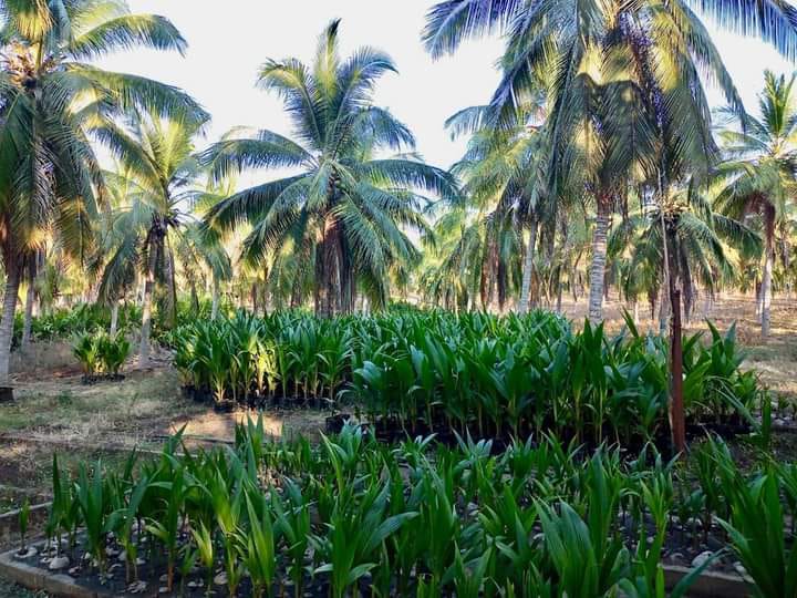 Imparte Cecoco capacitación a productores en el manejo integral de plagas y enfermedades del cocotero