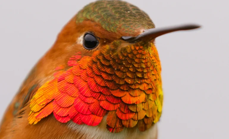 Sin las aves difícilmente existiríamos como especie humana: Especialistas