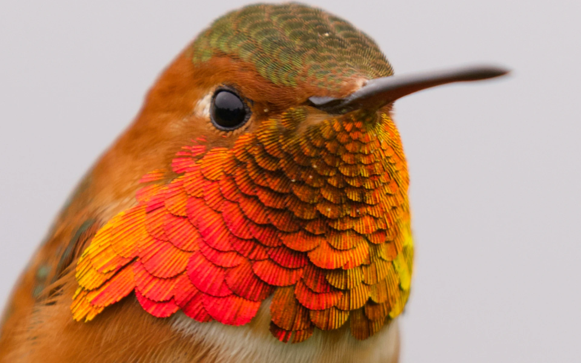 Sin las aves difícilmente existiríamos como especie humana: Especialistas