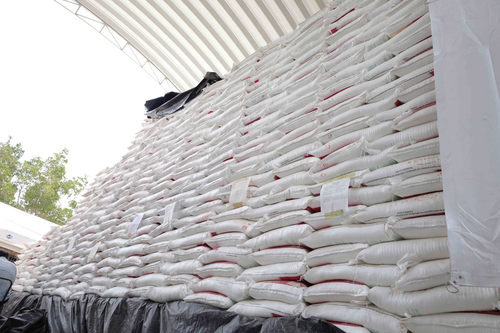 Se espera siembra de 16 mil 900 hectáreas en esta temporada en Acapulco