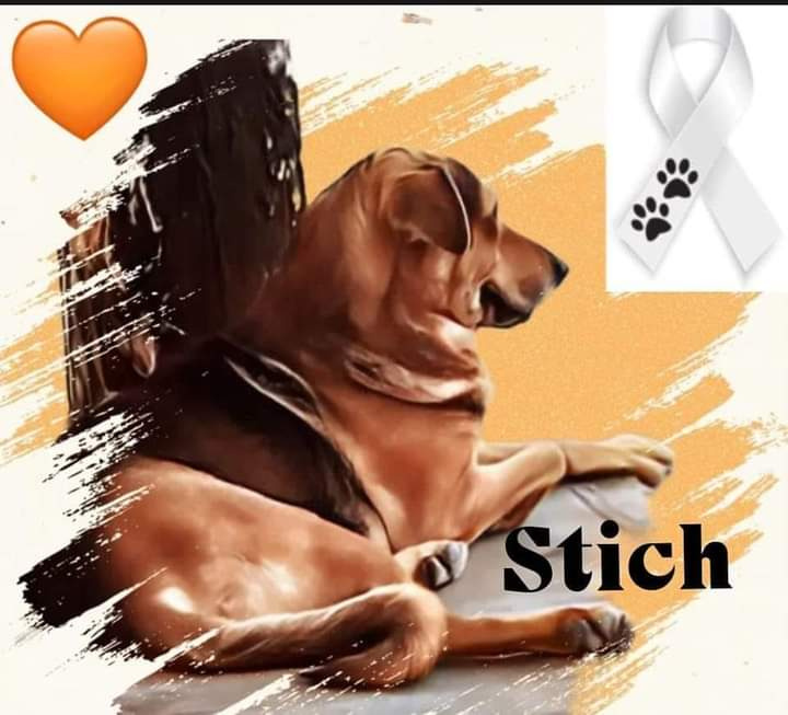 Vinculan a proceso a individuo que presuntamente mató al perrito Stich en Chilpancingo