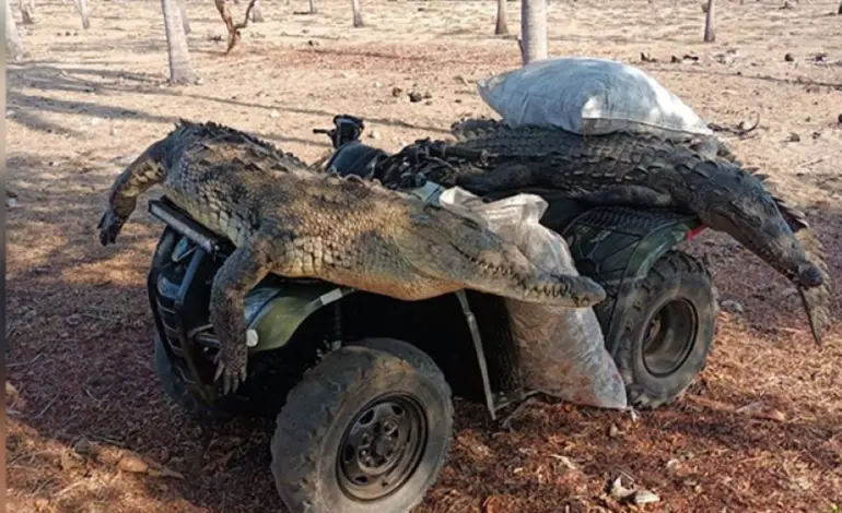 Fotos de asesinato de tres cocodrilos en Coyuca de Benítez podrían ser «falsas», dice Propaeg