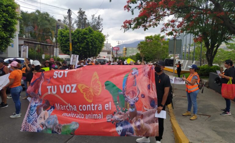 Defensores de animales piden a las autoridades castigo a las y los maltratadores