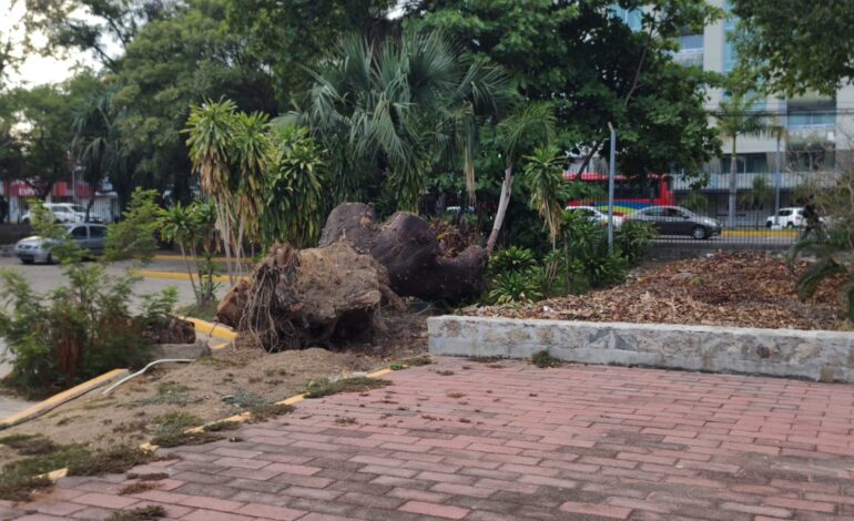 En anuncio de macrojornada de limpieza y reforestación del parque Papagayo, sindicalistas acusan que con la remodelación se hizo un «cochinero»