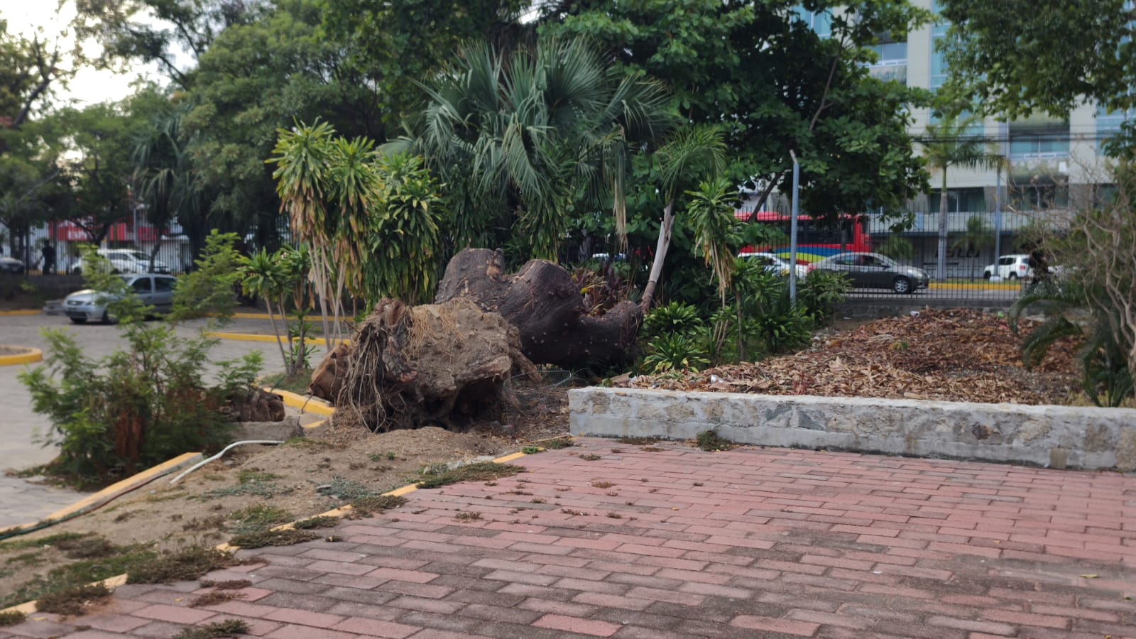 En anuncio de macrojornada de limpieza y reforestación del parque Papagayo, sindicalistas acusan que con la remodelación se hizo un «cochinero»