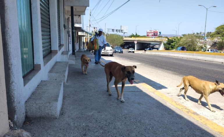 El presidente Andrés Manuel presentará reforma para que animales sean considerados sujetos de derecho