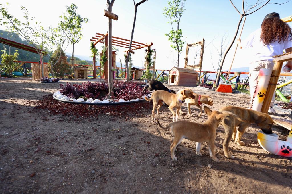 Apertura gobernadora Evelyn y Félix Salgado refugio de «Perritos Felices» en Chilpancingo