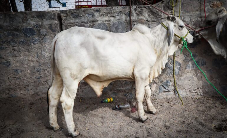 Entrega el gobierno estatal 50 sementales bovinos a productores ganaderos de la región Centro