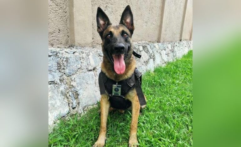 Fallece Nidán, Pastor Belga que buscaba a personas después de la destrucción del huracán Otis