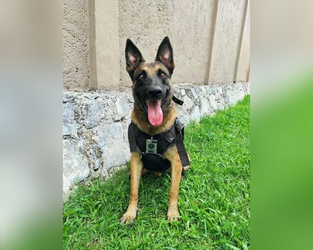 Fallece Nidán, Pastor Belga que buscaba a personas después de la destrucción del huracán Otis