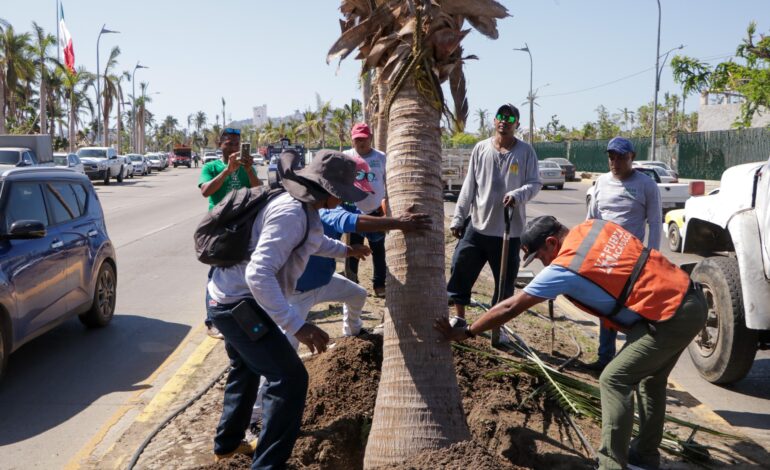 Reforesta Gobierno de Abelina López Rodríguez camellones de la Costera con palmeras