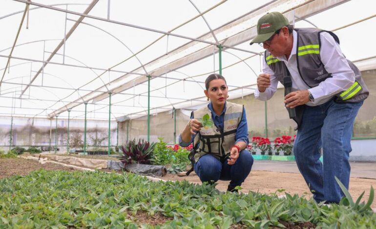 Alistan Evelyn Salgado campaña de reforestación para Acapulco y Coyuca de Benítez