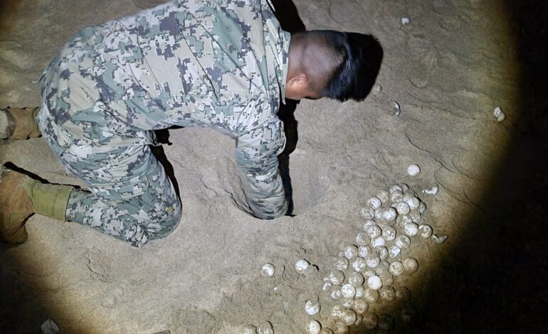 Personal de Infantería de Marina recupera 276 huevos de tortuga golfina en Boca de Mitla, Guerrero