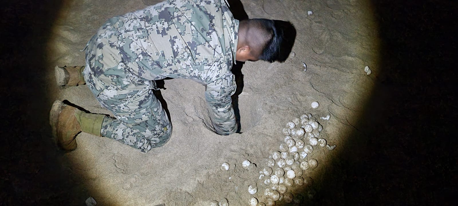Personal de Infantería de Marina recupera 276 huevos de tortuga golfina en Boca de Mitla, Guerrero