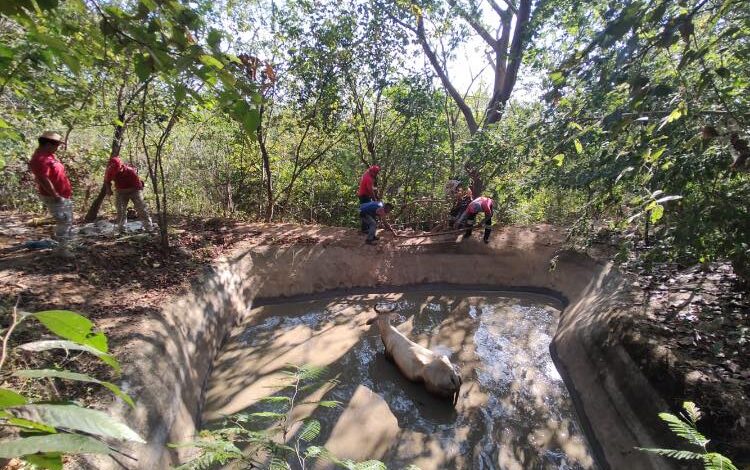 Rescatan a vaca atrapada en represa de agua en Tierra Colorada, Guerrero