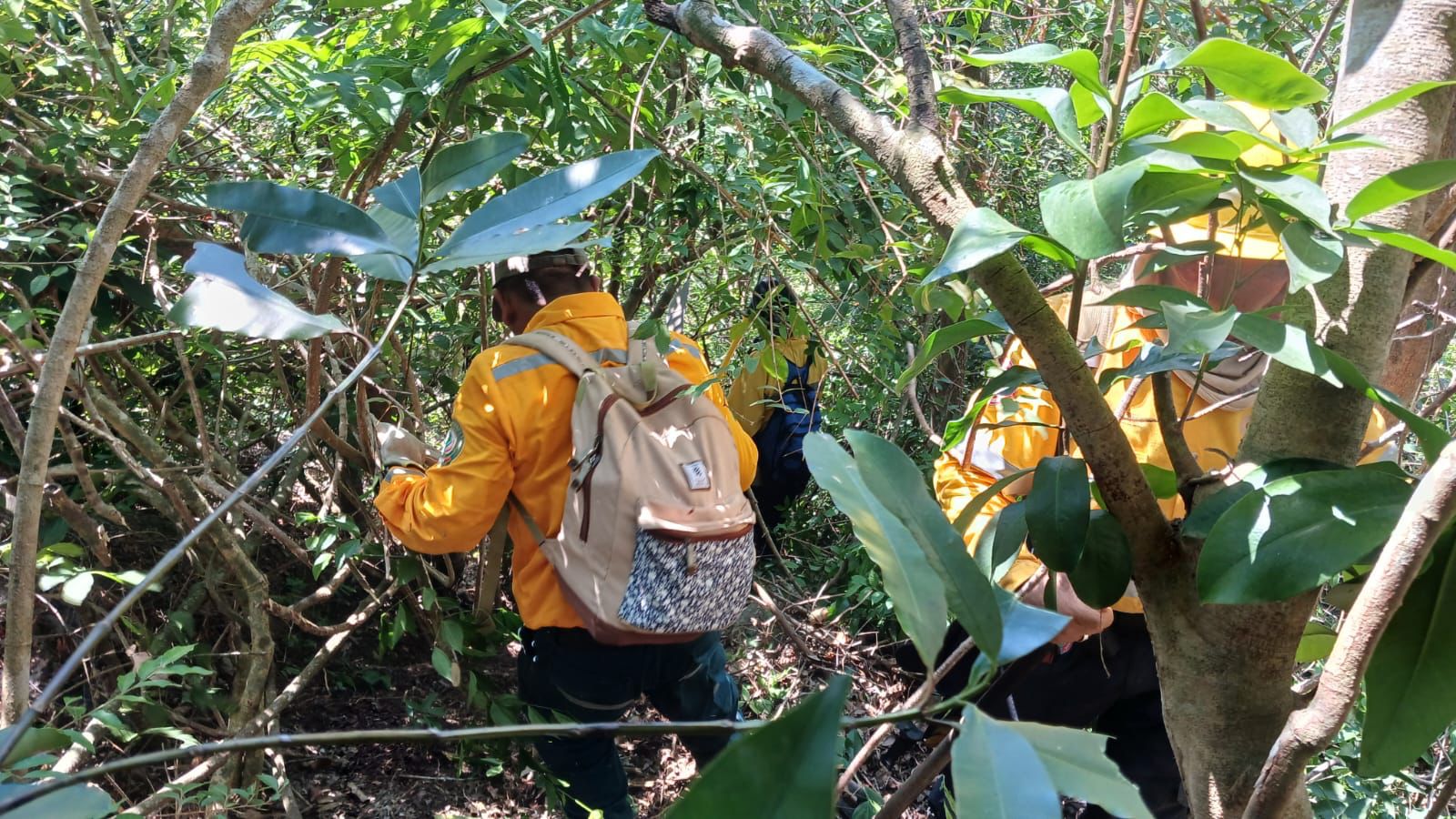 Al 90% la sofocación de incendio forestal del Parque Nacional El Veladero de Acapulco