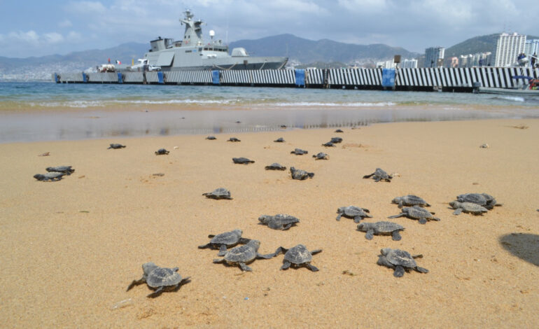 Marina efectúa la liberación de tortugas golfinas en playas de Acapulco, Guerrero