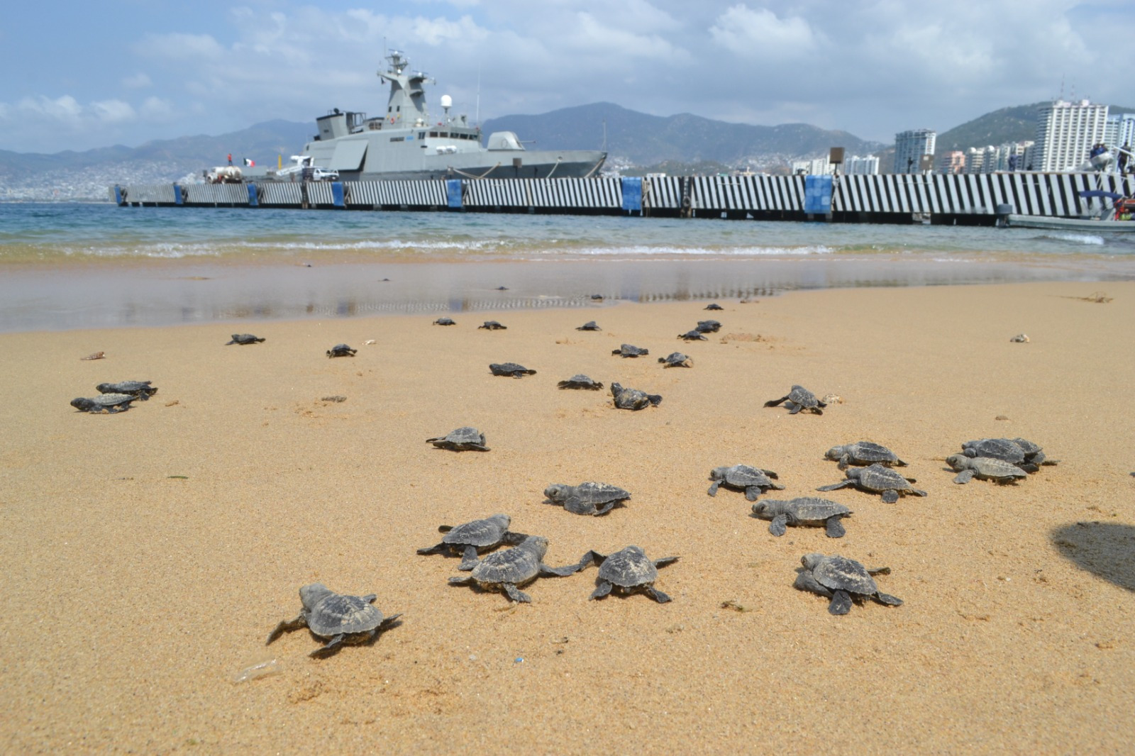 Marina efectúa la liberación de tortugas golfinas en playas de Acapulco, Guerrero