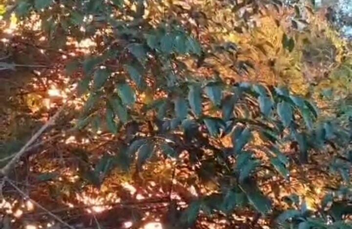 Bomberos de Acapulco realizan labores de sofocación de incendio en Cumbres de Llano Largo