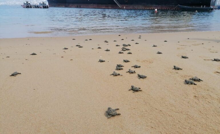Marina libera tortugas Golfinas en playas de Acapulco