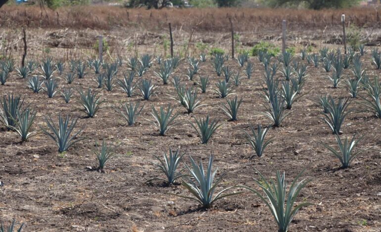 Promueve Media Luna la producción de agave espadín para diversificar cultivos en Cocula