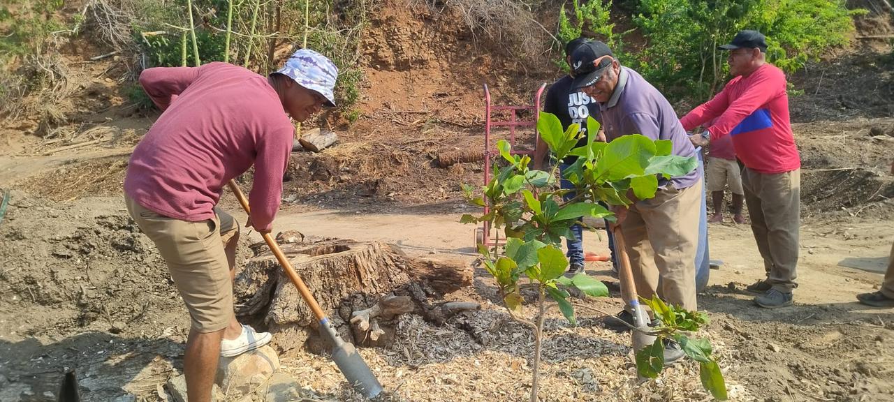 Se genera abono de los troncos derribados por Otis para la reforestación del Parque Papagayo