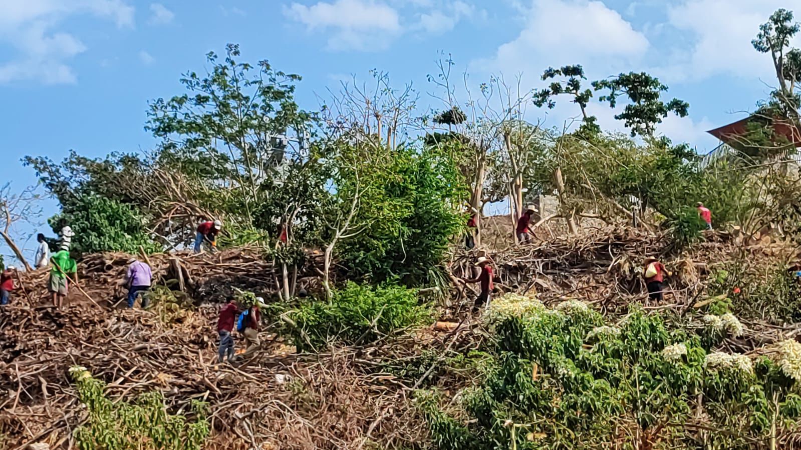 El Parque Papagayo se prepara para la reforestación con medio millón de árboles y plantas
