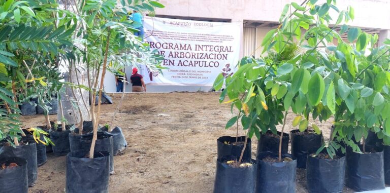 Arborización en AcapulcoWhatsApp Image 2024-06-05 at 10.48.11